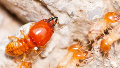 TERMITE CONTROL