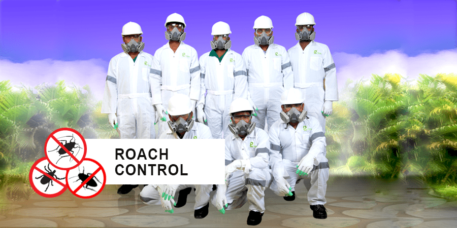 Pest Control in Ajman