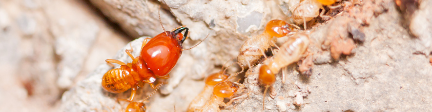 Anti Termite Services